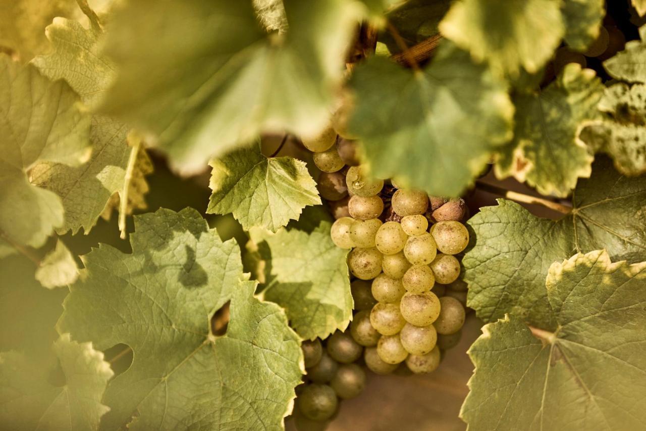 Como Le Montrachet Puligny-Montrachet Exteriér fotografie